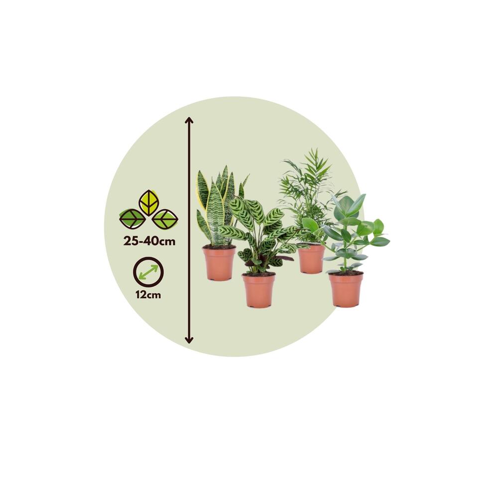 Oersterke Kamerplanten Mix - Set van 4 planten - Pot ⌀12cm - Hoogte ↕ 25-40cm