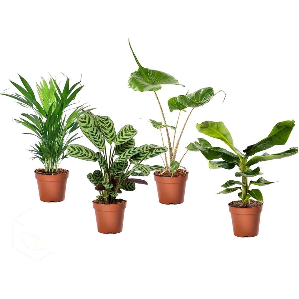 Tropische kamerplanten mix - Set van 4 stuks - Pot ⌀12cm - Hoogte ↕ 25-40cm
