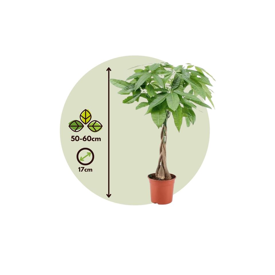 Pachira Aquatica - Set van 2 kamerplanten - Geldboom - Pot 17cm - Hoogte 60-70cm