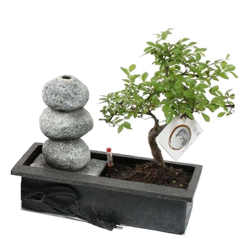Bonsai boompje met Easy-care watersysteem - Zen stenen - Hoogte 25-30cm