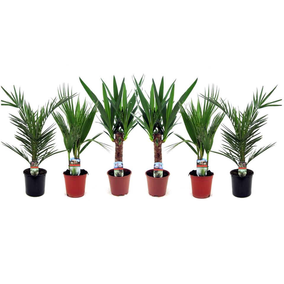 Mélange pour palmiers d'extérieur - Mélange de 3 - Pot 15cm - Hauteur  50-70cm