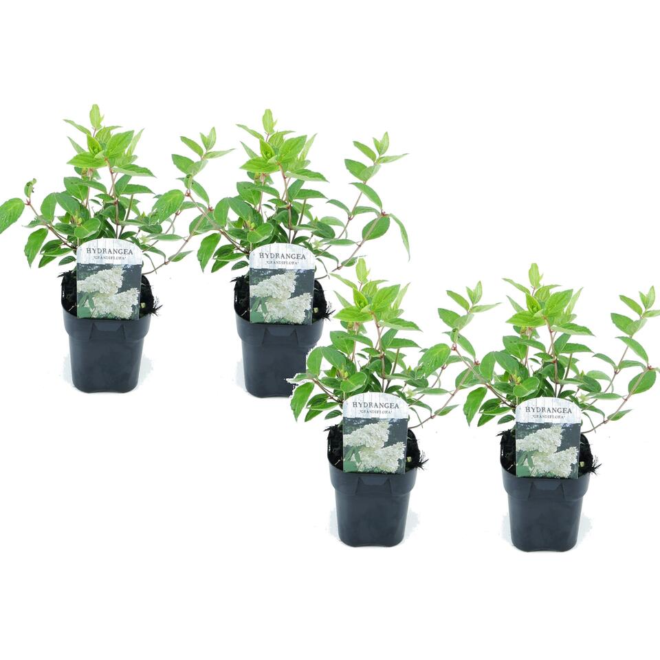 Plant in a Box - Hydrangea paniculata 'Grandiflora' - Set de 4