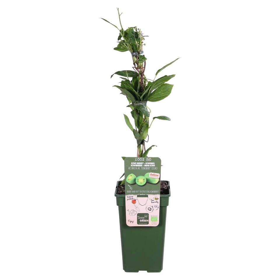 Actinidia Issai – Kiwiberry – Klimplant – Pot 19 CM - Hoogte 45-55 CM