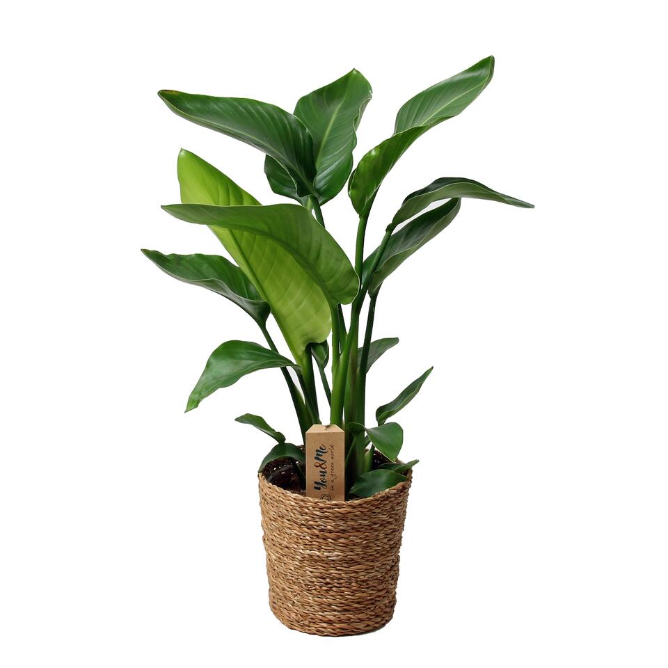 Plant in a Box - Plumeria Frangipani Hawaii - Set de 2 - Plante verte  interieur vivante fleur - Frangipanier plante exotiques - Pot 17cm -  Hauteur 55-70cm : : Jardin