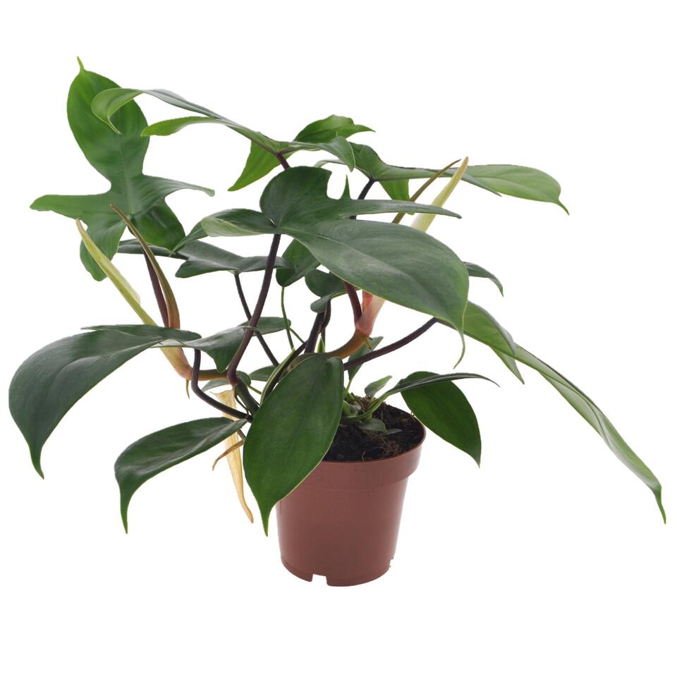 Philodendron Florida Green Pots 12cm Hauteur 20 30cm Leen Bakker 