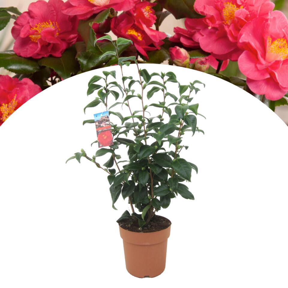Camellia Japonica - Rose japonaise - Jardin - Pot 19cm - Hauteur 60-70cm |  Leen Bakker
