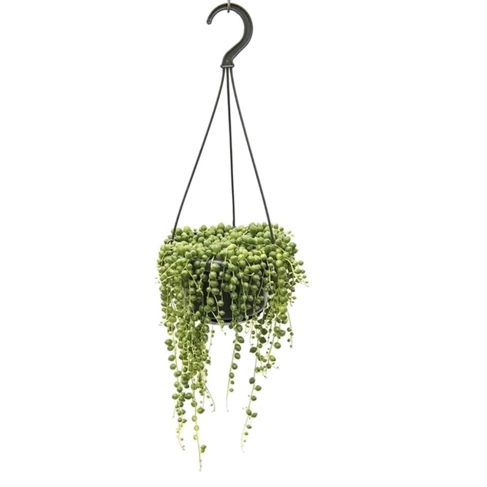 Plante collier de perles Senecio rowleyanus avec pot suspendu en plast –  Bakker.com