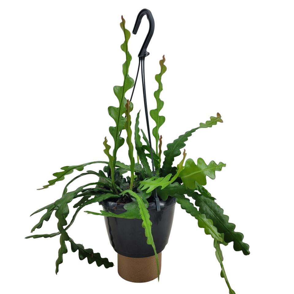 Cactus et succulente - facile d'entretien livraison – La Green Touch