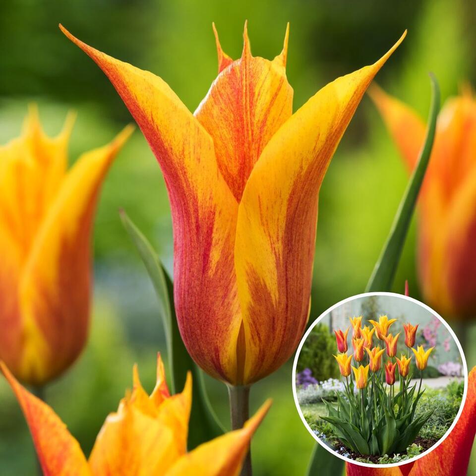 Tulipa Vendee Globe - Bulbes de Tulipes x15 - Bulbes à Fleurs
