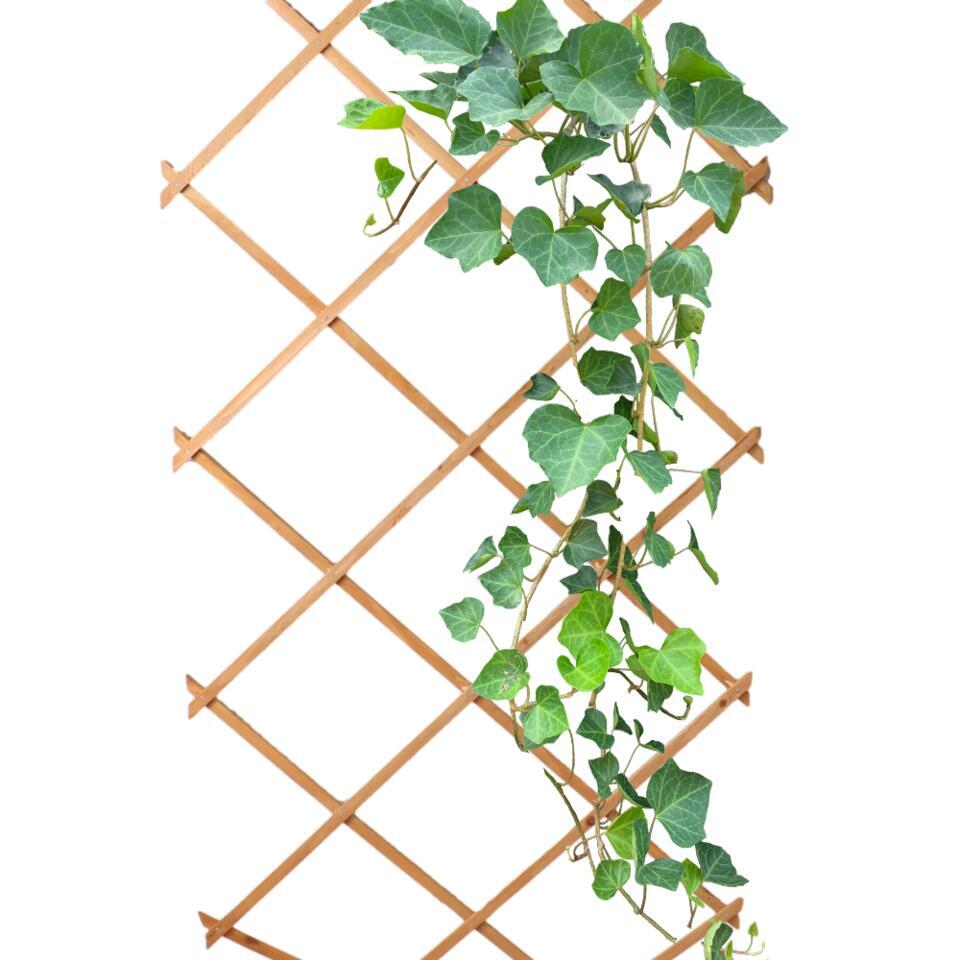 Treillis Racking HIXA Climbing Rack Plants Extendable Trellis Wood Garden Railing ...