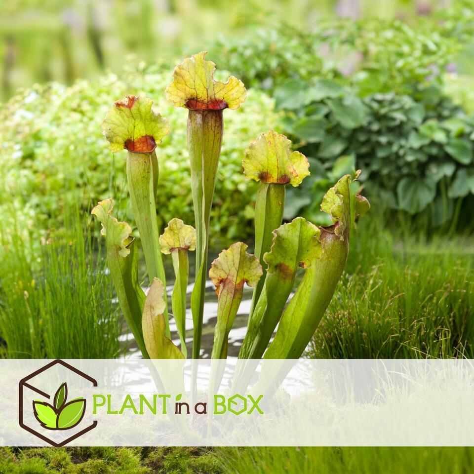Plant in a Box - Dionaea Muscipula - Venus Flytrap - Lot de 3 - Plante  carnivore - Plante d'intérieur - Pot 5,5cm - Hauteur 5-10cm : :  Jardin