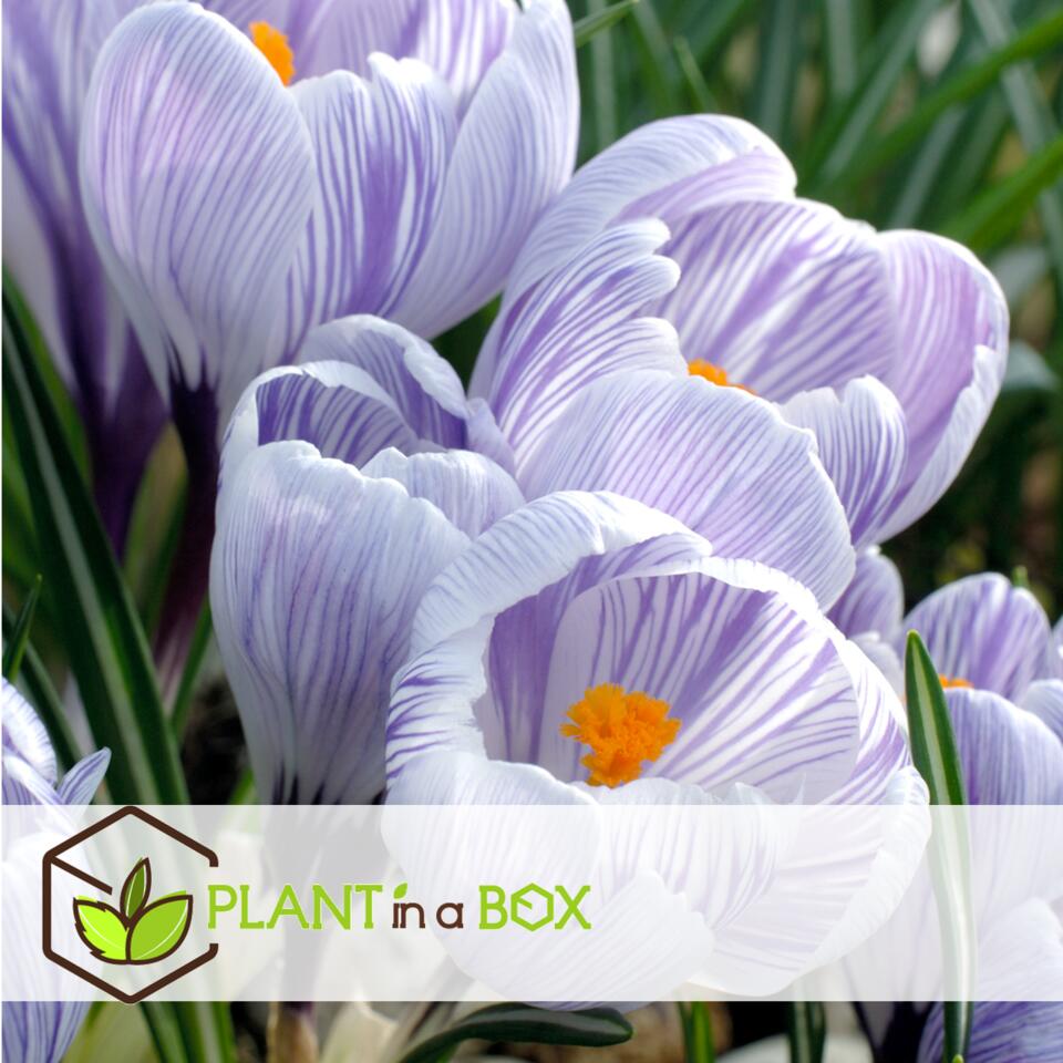 Crocus white - bulbes de fleurs x30 - blanc - floraison précoce