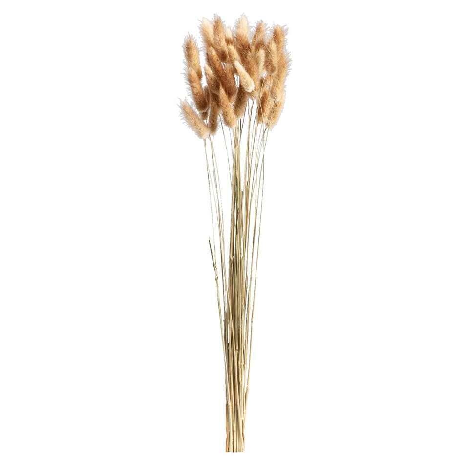 Fleurs séchées Lagurus - brunes - 45-50 cm