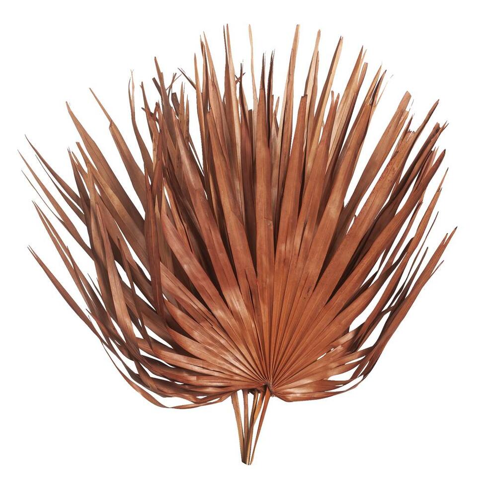 Feuille Sun fan spear séchée - brun rougeâtre - 70 cm