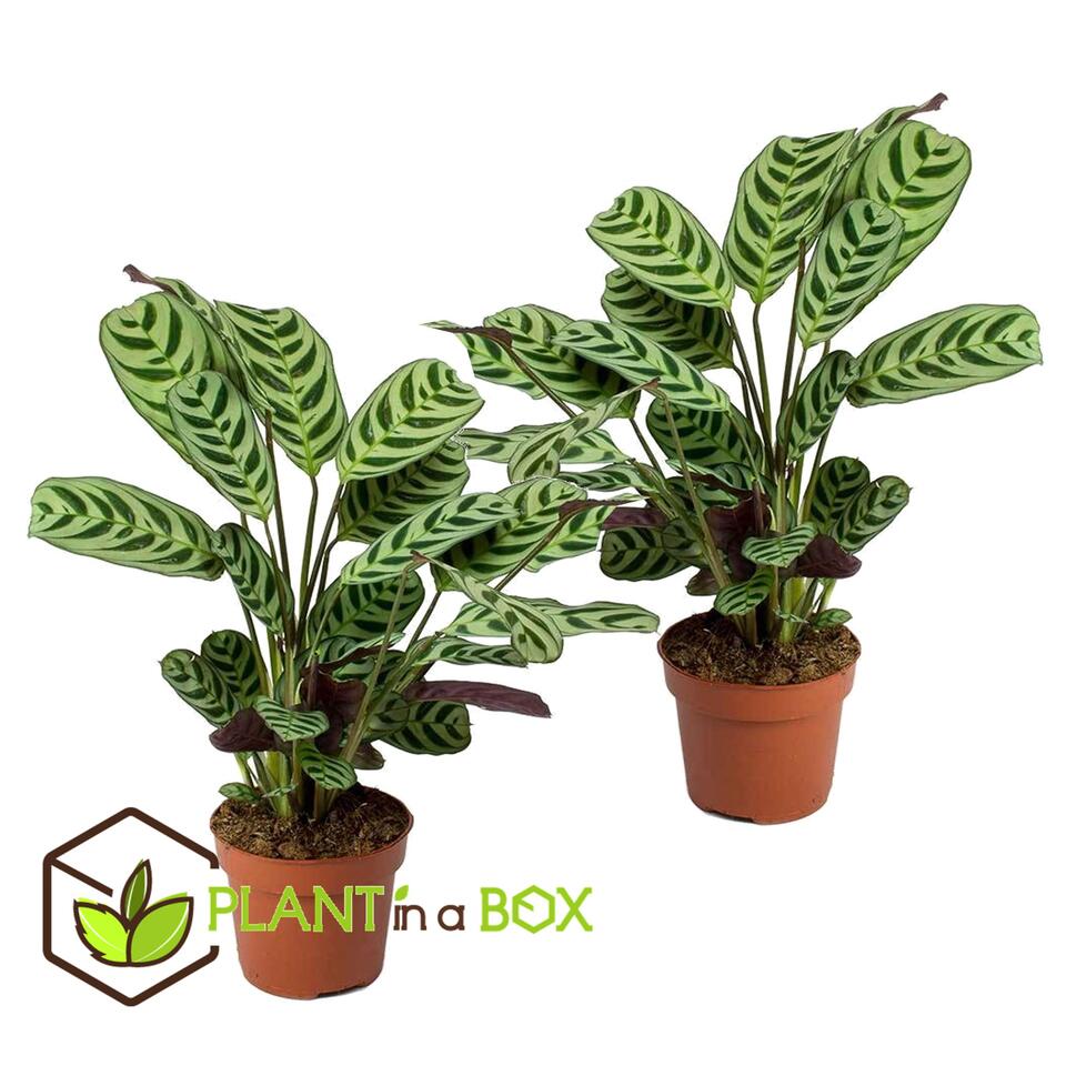 Ctenanthe Prayer Plant Set De 2 Burle Marxii Pots 12cm Hauteur 25 40cm Leen Bakker 